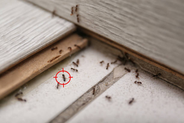 Best Bed Bug Extermination  in Monticello, MS